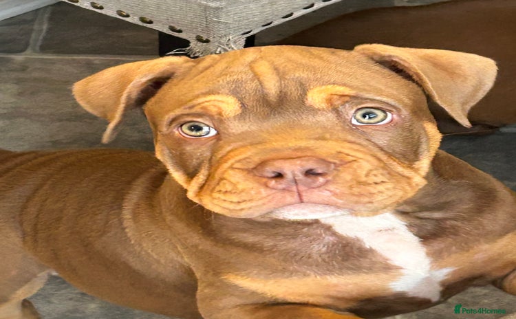 American Bully dogs - Advert 18