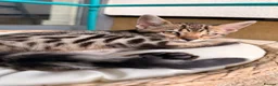 Bengal cats for sale: 🌟 Stunning Female Bengal Kittens Available! 🌟 - Advert 2