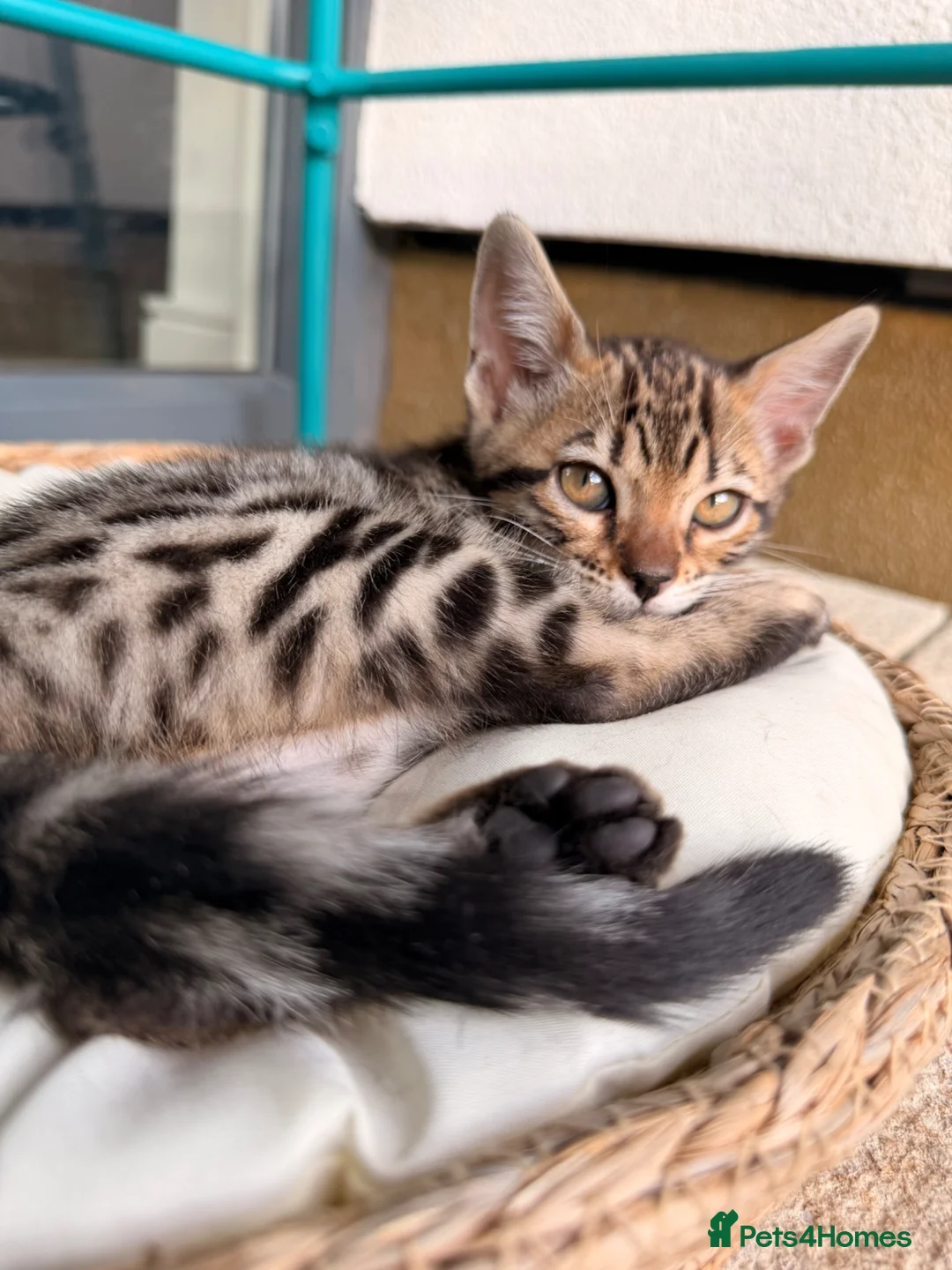 Bengal cats for sale: 🌟 Stunning Female Bengal Kittens Available! 🌟 - Advert 2