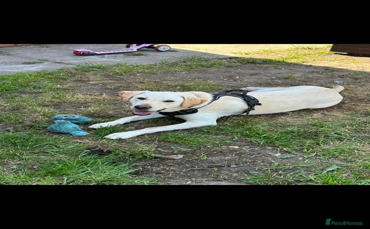 Labrador Retriever dogs - Advert 8