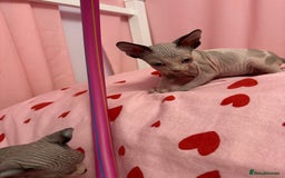 Sphynx cats for sale: Beautiful Pure Sphynx Kittens – Ready Now! - Image 28
