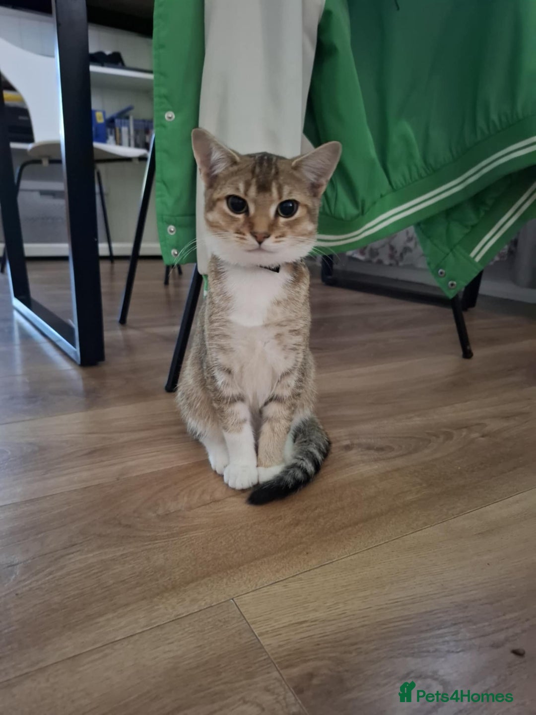 British Shorthair cats for sale: British short hair - Image 2