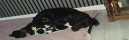 Sprocker dogs for sale: Sprocker puppies  - Advert 7