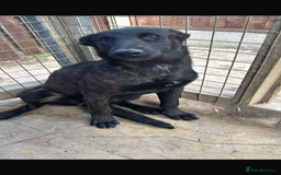 Belgian Shepherd Dog dogs for sale: Belgium mali - Image 2