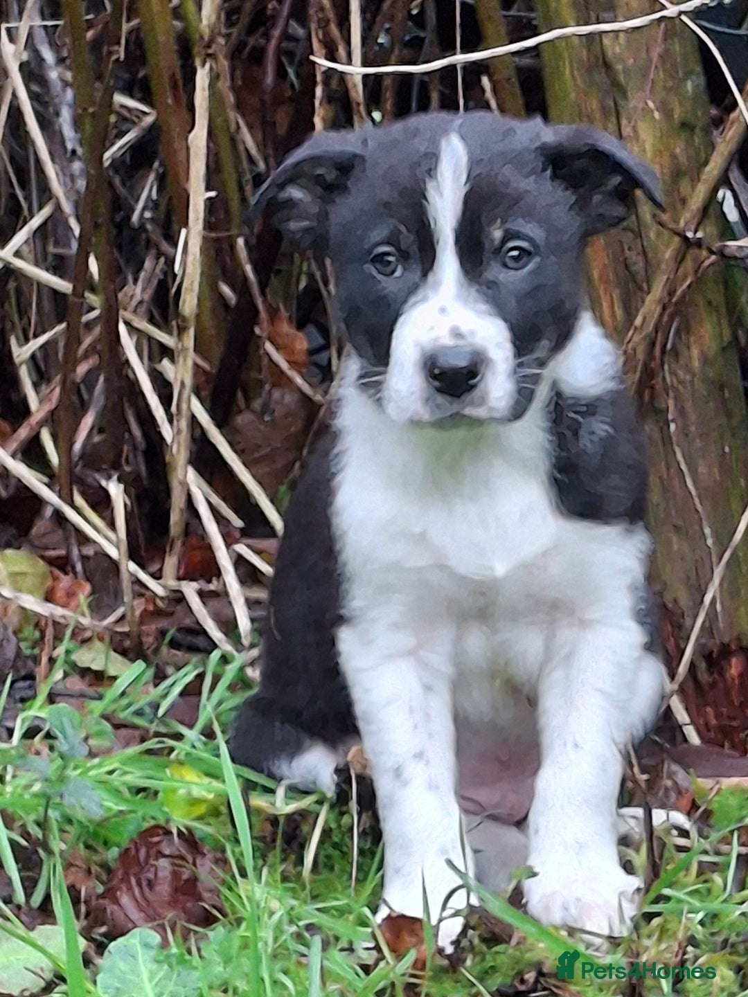 Border Collie dogs for sale: ISDS Border Collie Pups - Advert 5