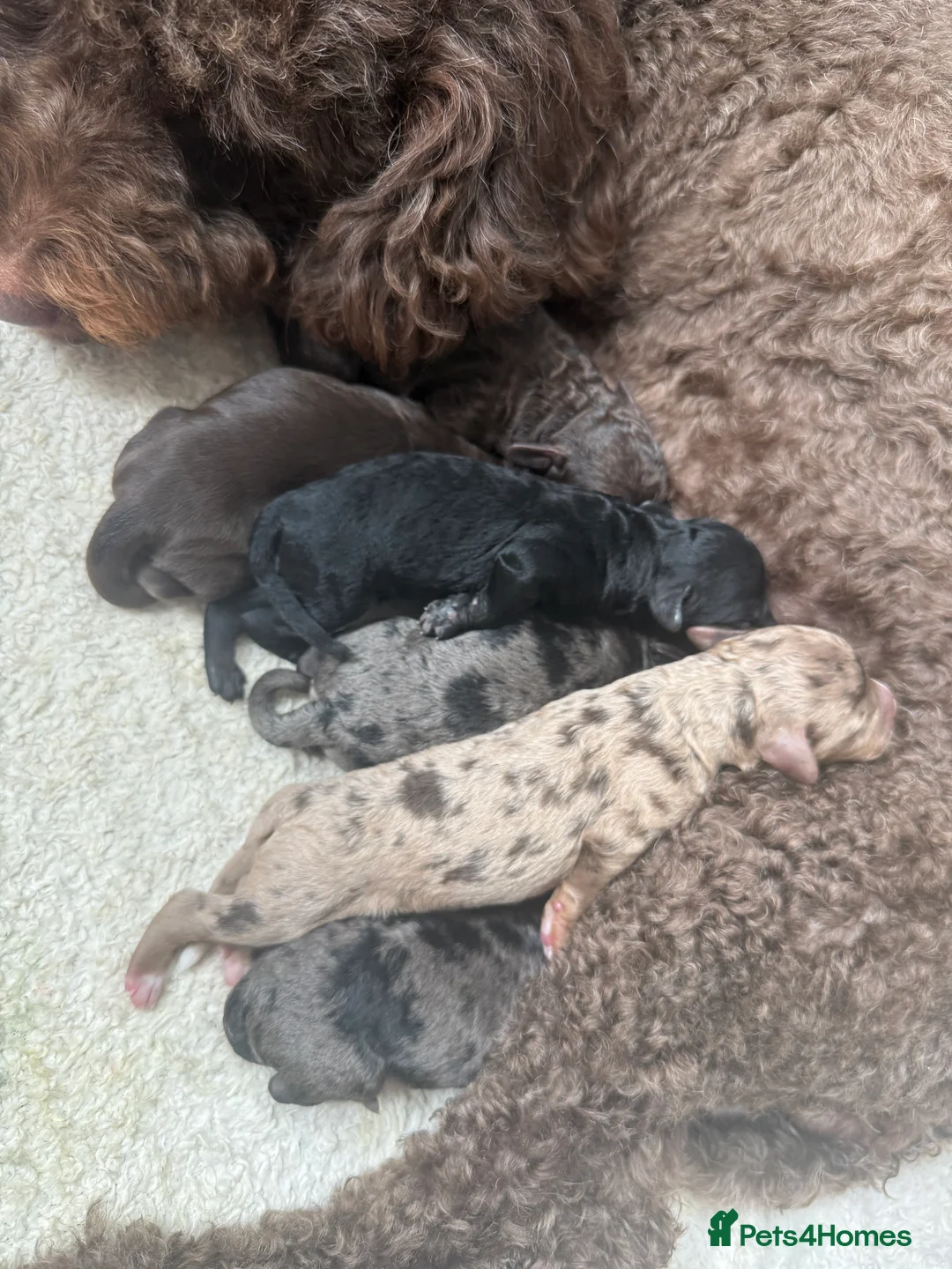 Cockapoo dogs for sale: Cockapoo puppies 🐶  in Swadlincote - Advert 2