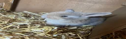 Mini Lop rabbits for sale: Gorgeous pure breed Mini Lops in Saffron Walden - Advert 5