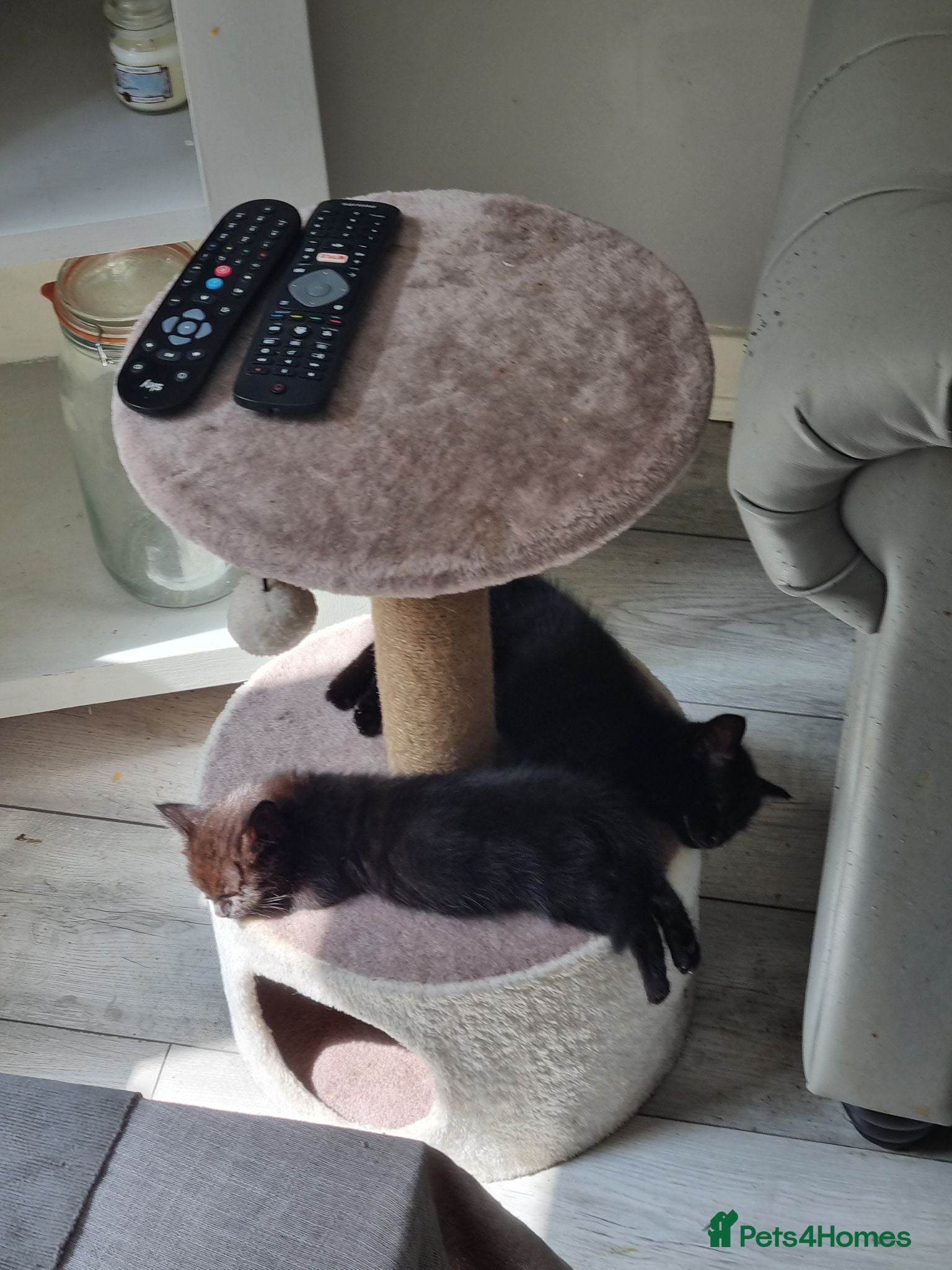 Domestic Shorthair cats 2 black kittens need new homes.  ** s - Advert 14