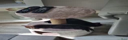 Domestic Shorthair cats for sale: 2 black kittens need new homes.  ** s in Luton - Advert 1