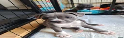 Staffordshire Bull Terrier dogs for sale: Stunning staffy's - Advert 18