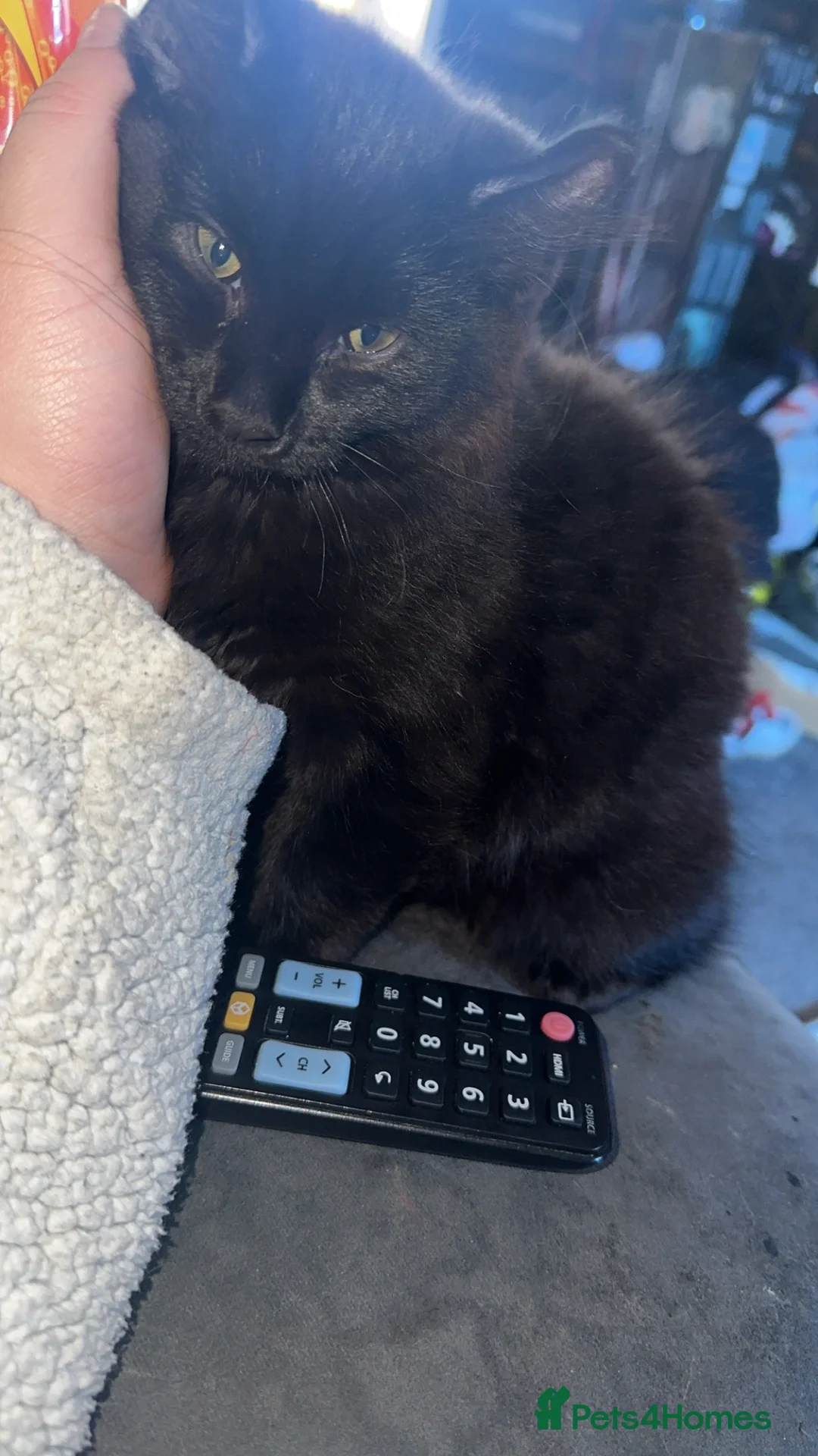 Mixed Breed cats for sale: Price lowered for handsome boy  - Advert 1