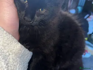 Mixed Breed cats Price lowered for handsome boy - Advert 15