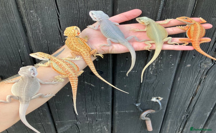 Bearded Dragon reptiles in Downham Market - Advert 2