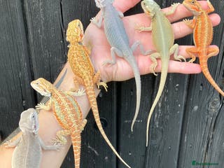 Bearded Dragon reptiles Various Bearded Dragon Morphs in Downham Market - Advert 17