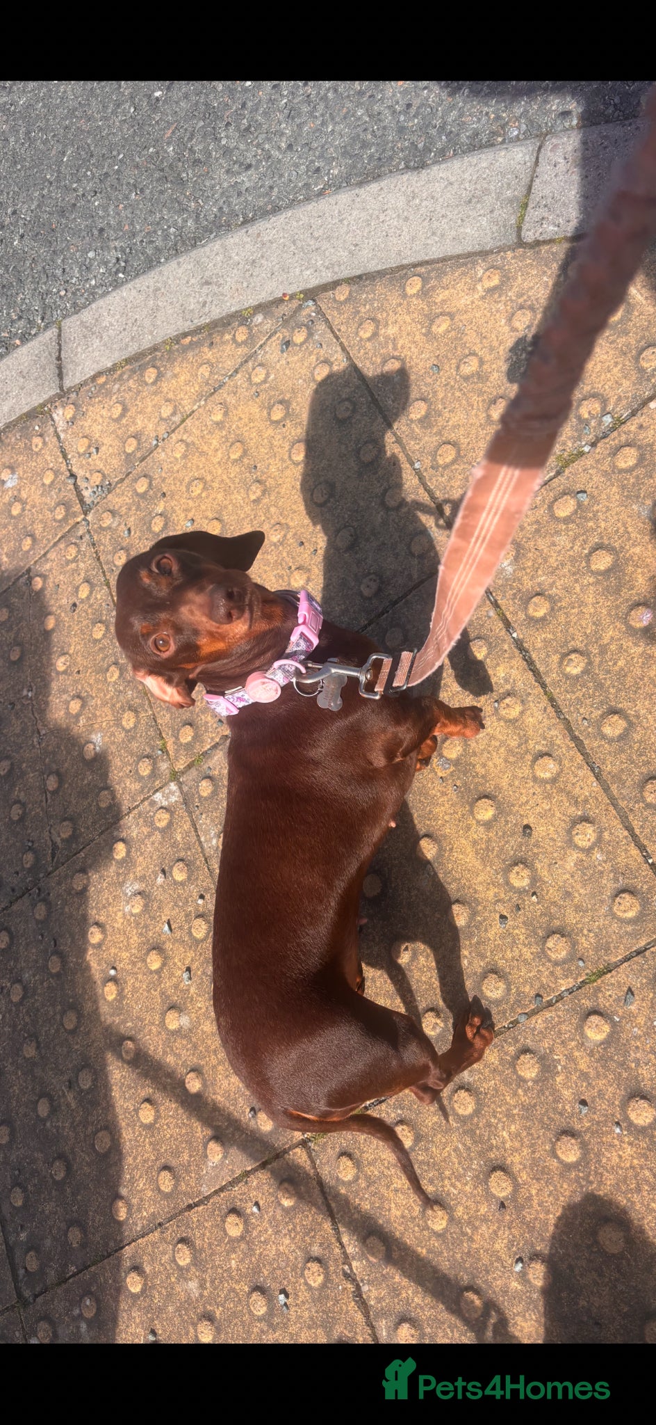 Miniature Dachshund dogs Kc registered miniature dachshunds due in 3 weeks  - Advert 1