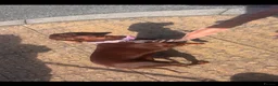 Miniature Dachshund dogs for sale: Kc registered miniature dachshunds due in 3 weeks  - Advert 1