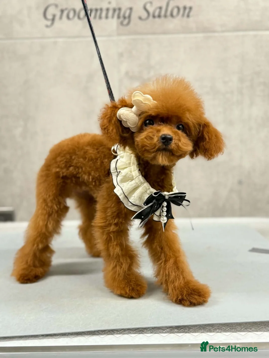 Toy Poodle dogs for sale: 🧸READY NOW Asian Poodle Girl🧸 - Advert 1