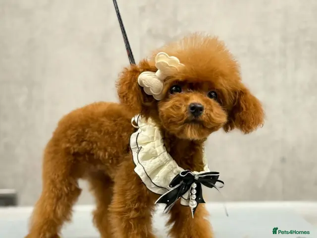 Toy Poodle dogs for sale: 🧸READY NOW Asian Poodle Girl🧸 - Advert 1