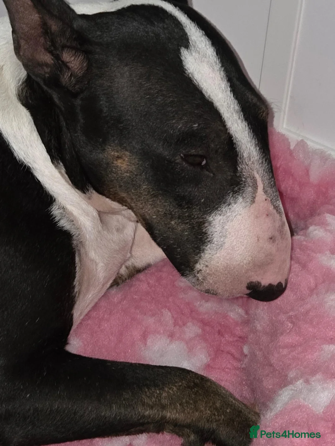 Bull Terrier dogs for sale: Bull terrier  in Bristol - Advert 1