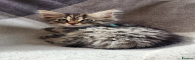Siberian 2