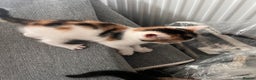 Mixed Breed cats for sale: Taby kitten available now or on  **   - Advert 14