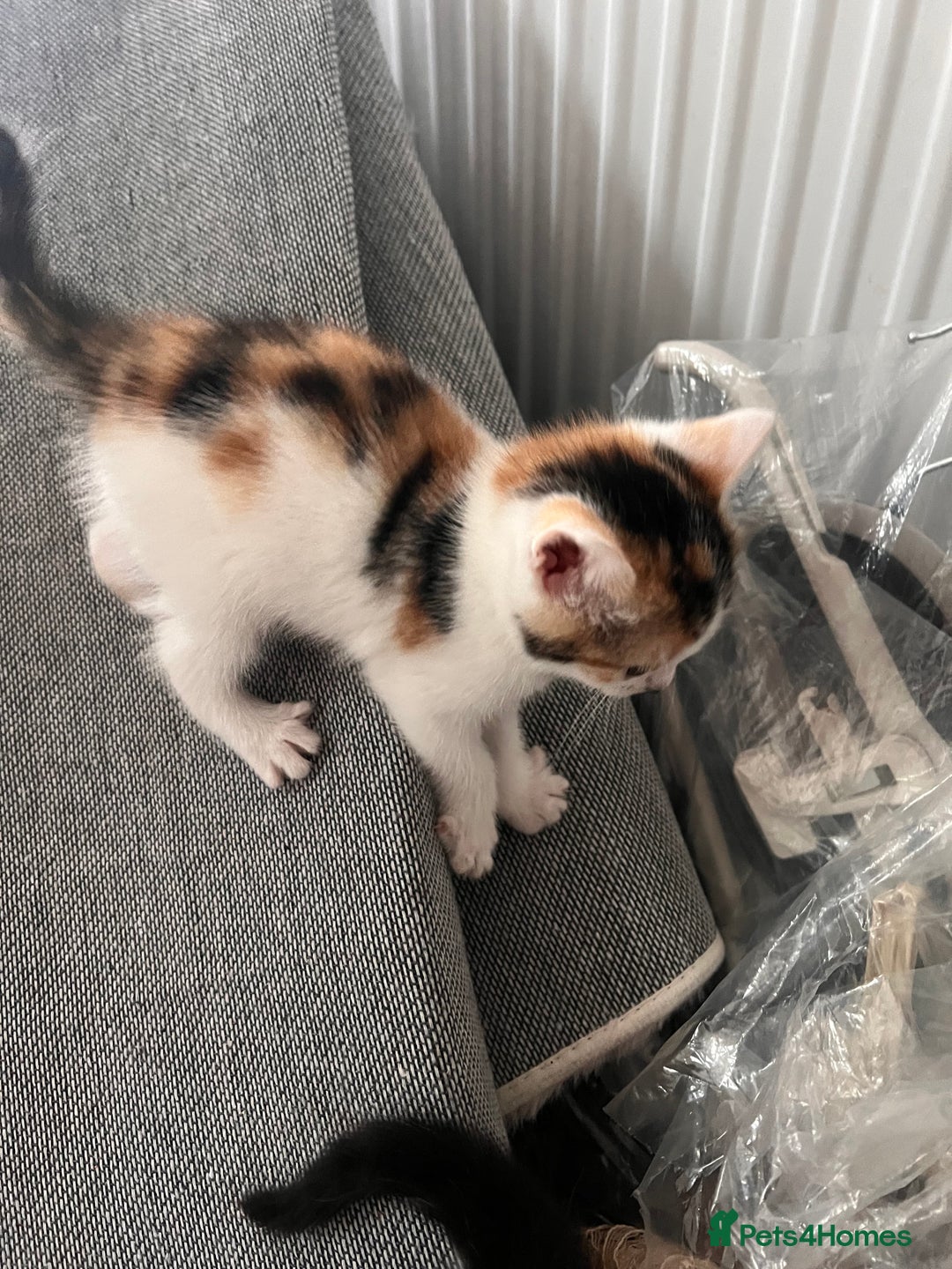 Mixed Breed cats for sale: Taby kitten available now or on  **   - Advert 14