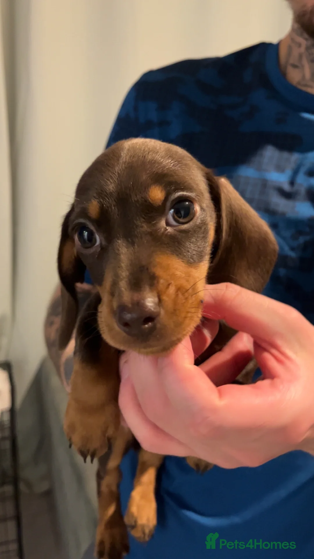 Miniature Dachshund dogs for sale: 2 female miniature dachshunds  in Burnley - Advert 3