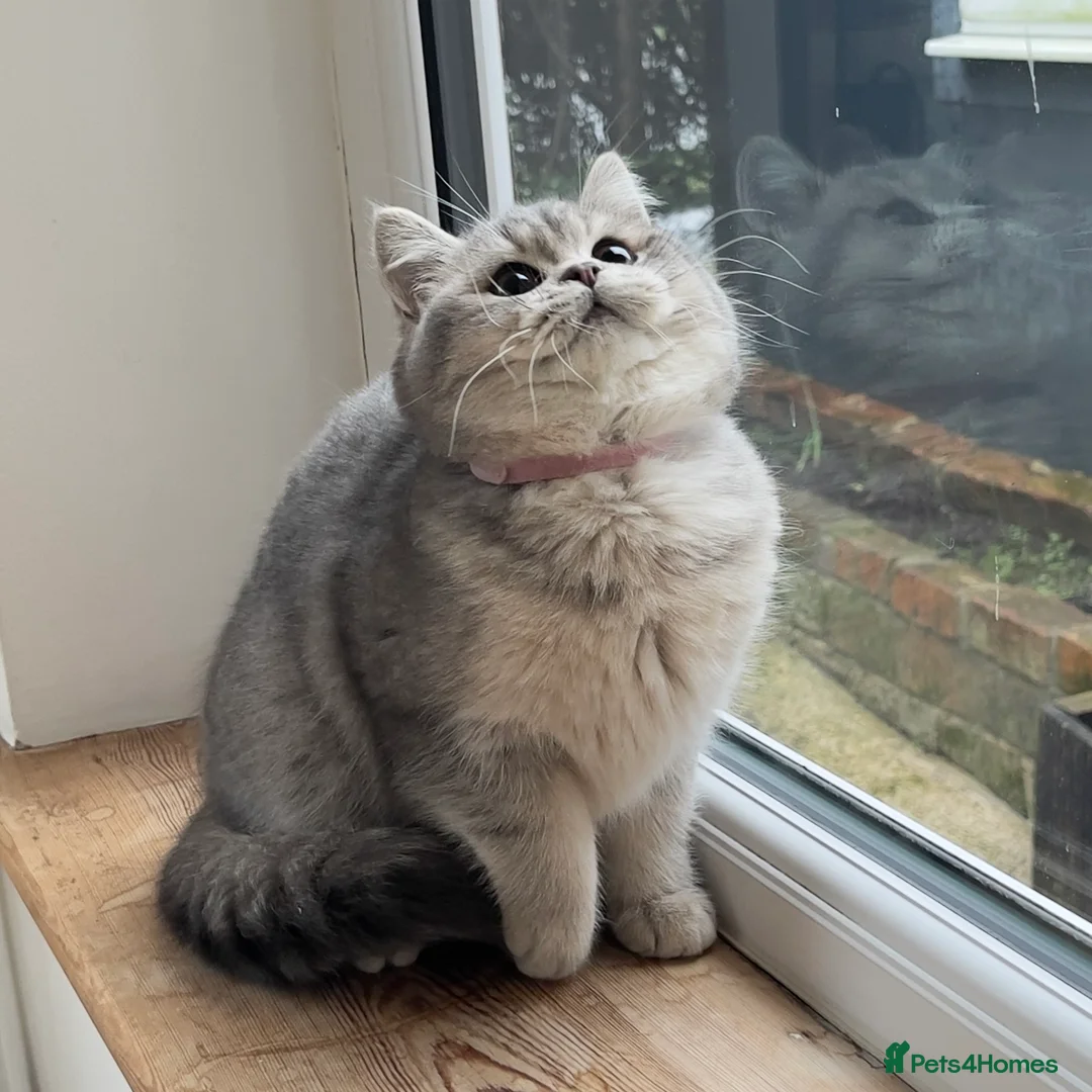 British Shorthair cats for sale: Only one TICA & GCCF British Shorthair Kitten  - Advert 18