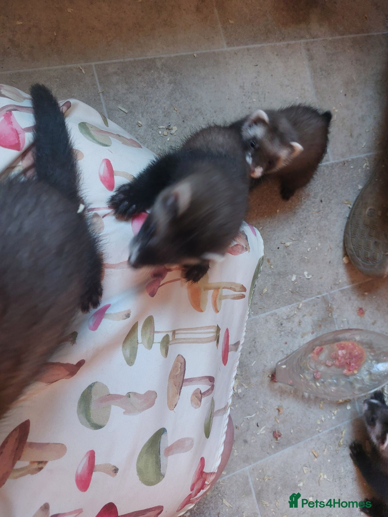 Ferret rodents Rescue Kits for sale - Advert 1
