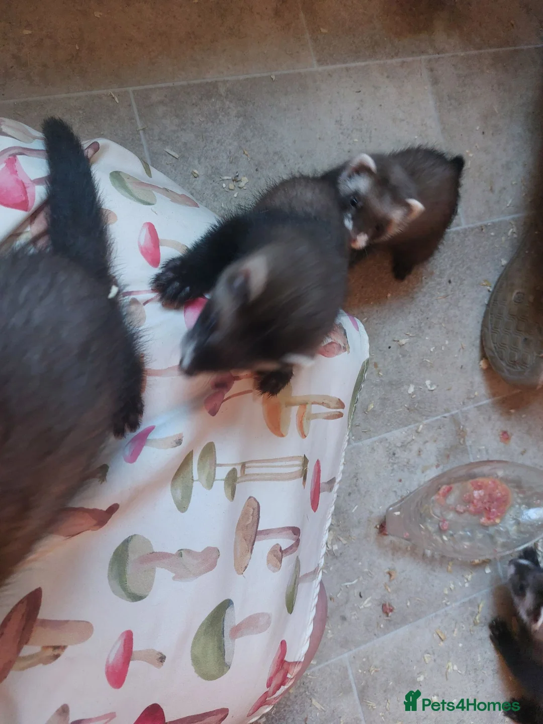 Ferret rodents for sale: Rescue Kits for sale - Advert 1