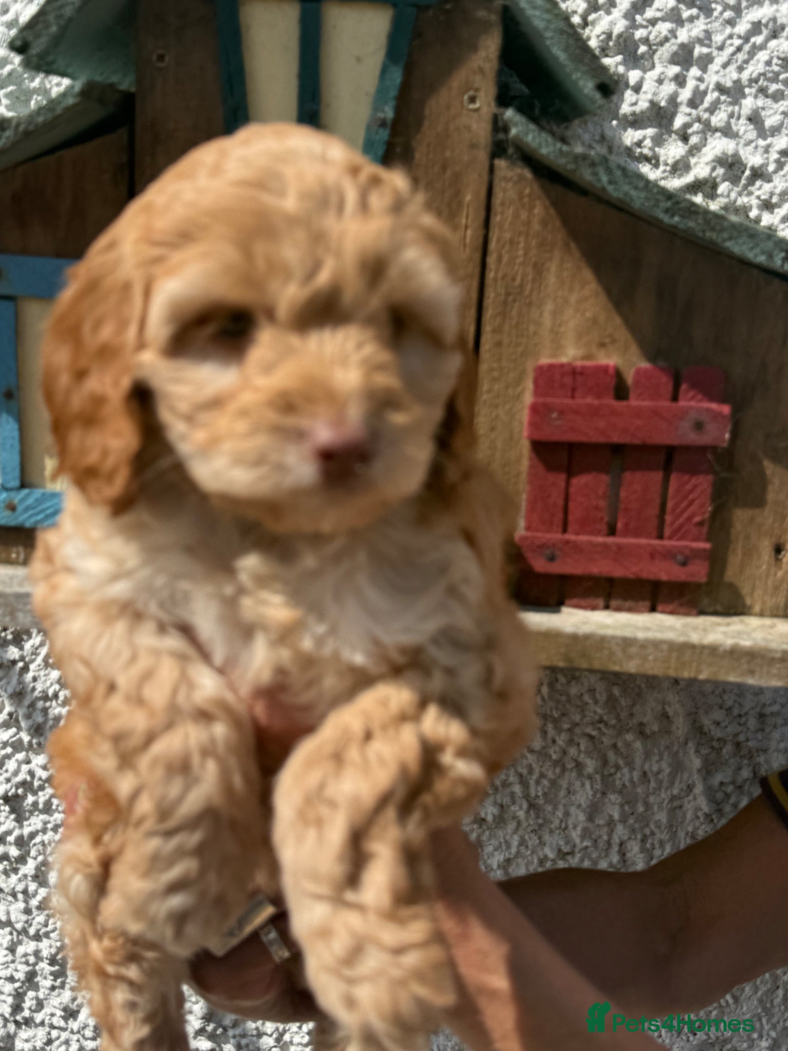 Cockapoo dogs Stunning F1 Cockapoos  - Advert 7