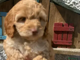 Cockapoo dogs Stunning F1 Cockapoos - Advert 4