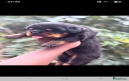 Rottweiler dogs for sale: Kc rottweiler puppies  - Image 18