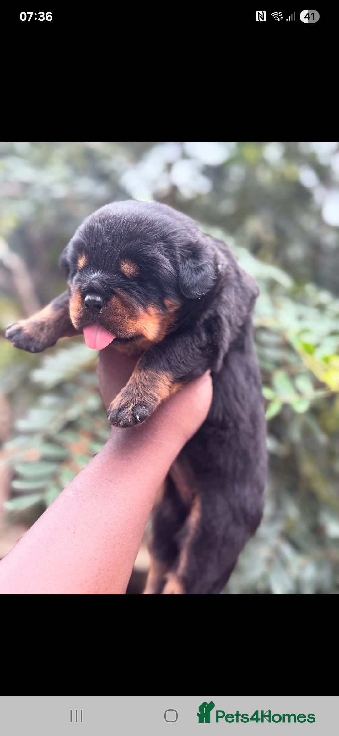 Rottweiler dogs for sale: Kc rottweiler puppies  - Image 18