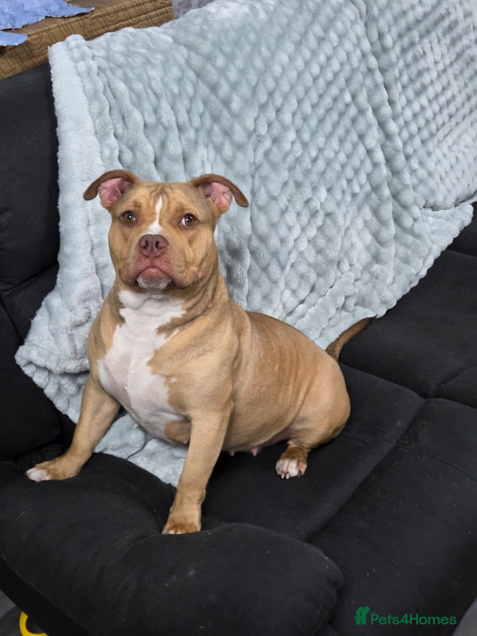 Mixed Breed dogs Female puppy bully  - Advert 4