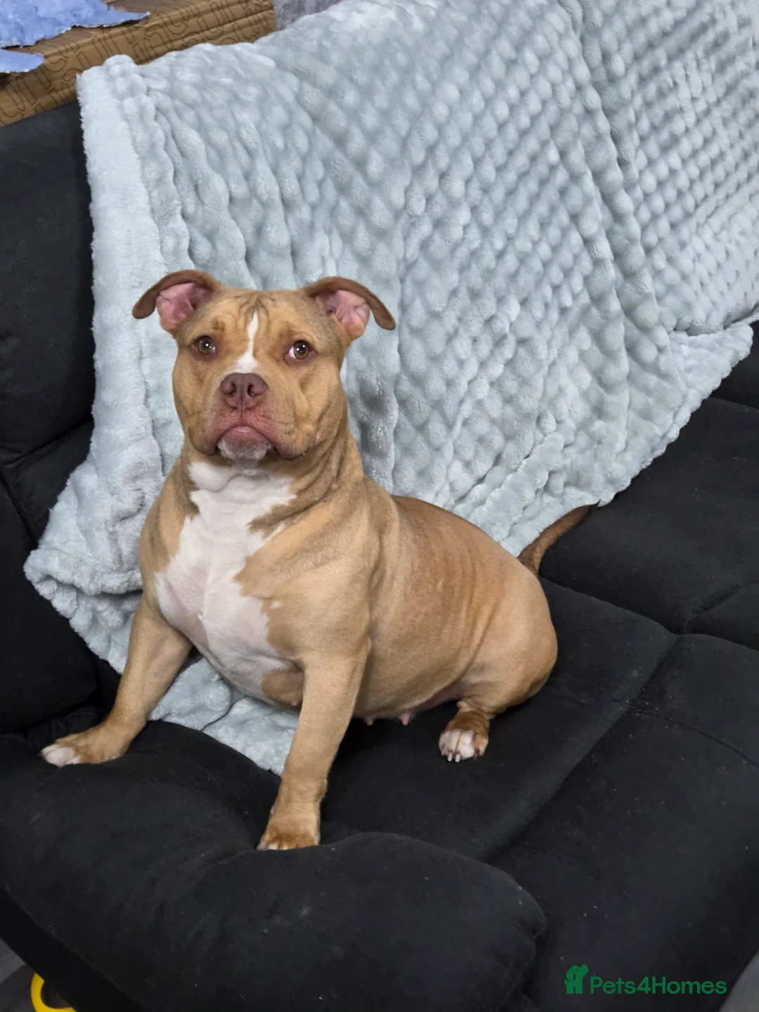 Mixed Breed dogs for sale: Female puppy bully  - Advert 1