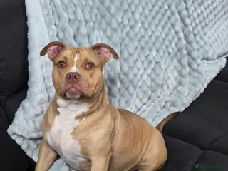 Mixed Breed dogs Female puppy bully - Advert 6