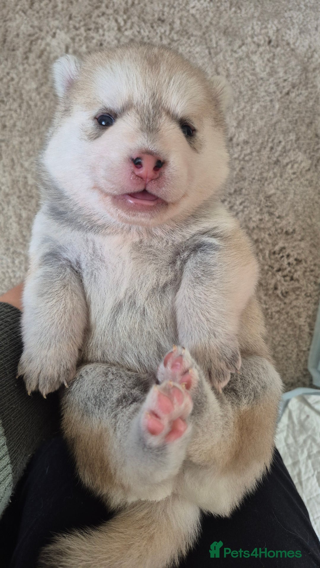 Pomsky dogs for sale: 🐾 New Year Pomsky Puppies – Mini Husky 🐾 - Advert 1