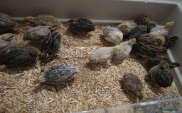 Chickens poultry for sale: USA silkie, jumbo coturnix, celadon quails - Image 35