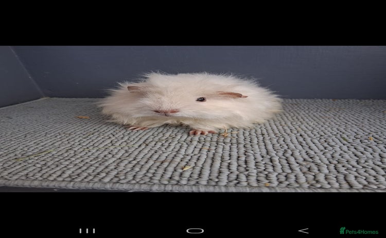 Guinea Pig rodents - Advert 12