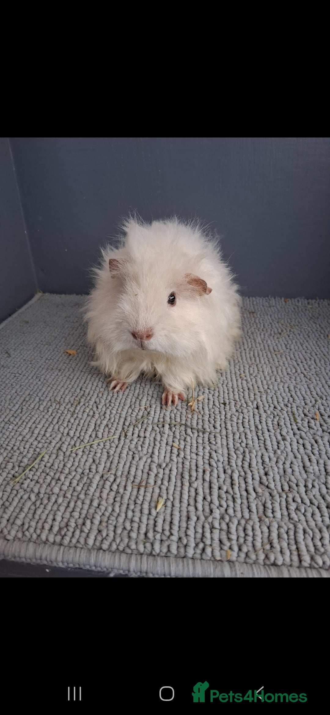 Guinea Pig rodents for sale: Two male guniea pigs for sale. - Image 2