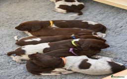 German Shorthaired Pointer dogs for sale: German Shorthaired Pointer Puppies - Image 2