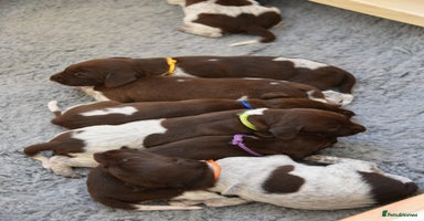 German Shorthaired Pointer dogs - Advert 13