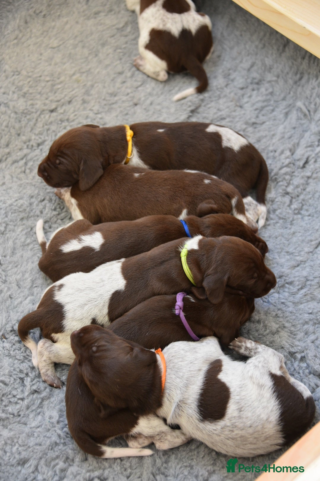 German Shorthaired Pointer dogs for sale: German Shorthaired Pointer Puppies - Image 2