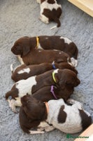 German Shorthaired Pointer dogs - Advert 1