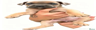 Rare coloured formentino female