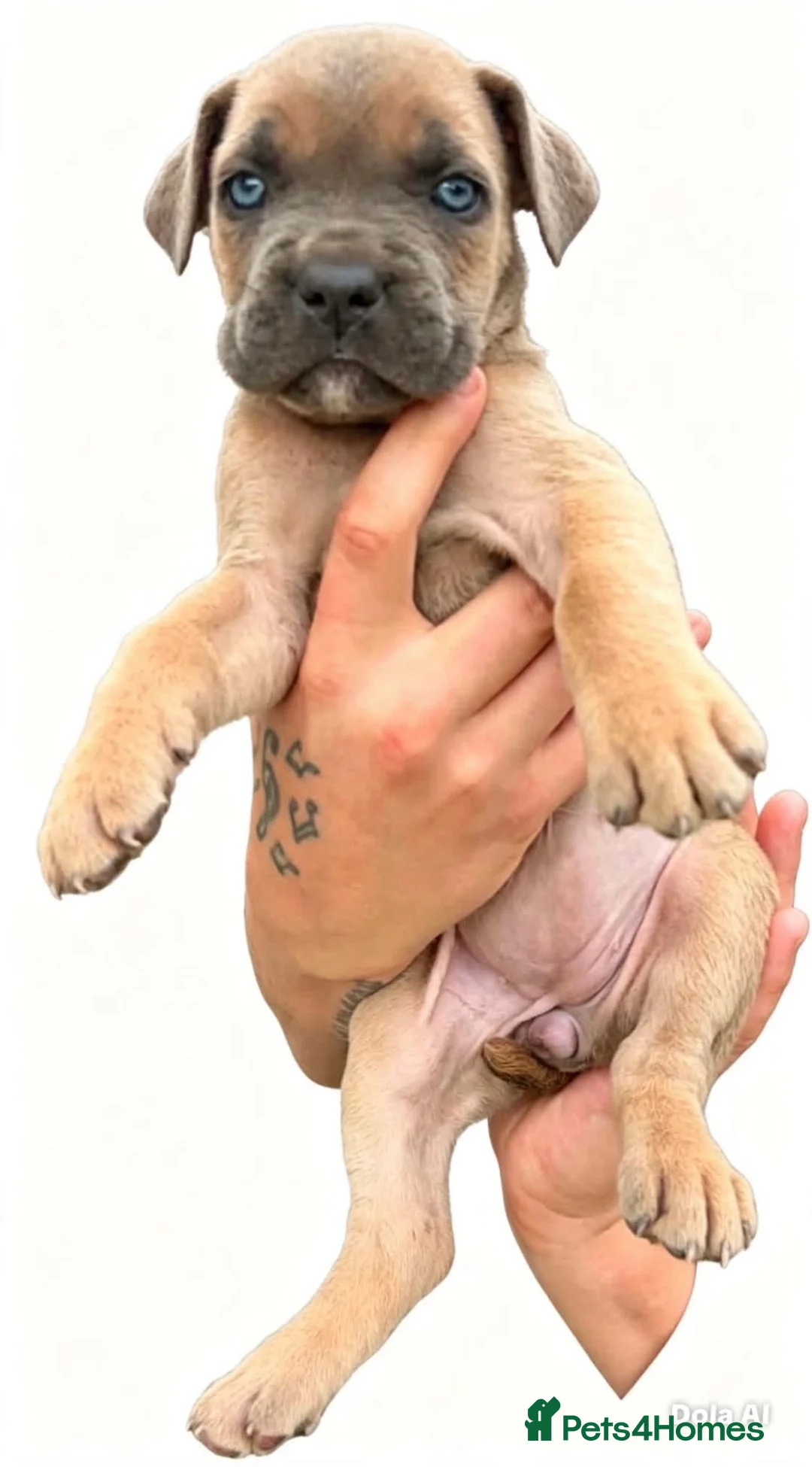 Cane Corso dogs for sale: Cane corso puppies in Torquay - Advert 8