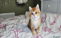 Scottish Fold cats for sale: READY NOW - TICA - SCOTTISH STRAIGHT BOY, NY12. - Image 25