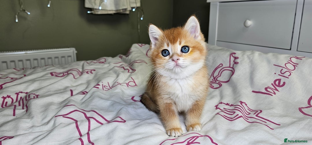 Scottish Fold cats for sale: READY NOW - TICA - SCOTTISH STRAIGHT BOY, NY12. - Image 25