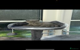 British Shorthair cats for sale: 5 playful blue British short hair kittens  - Image 2